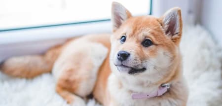 Huisdiervriendelijke