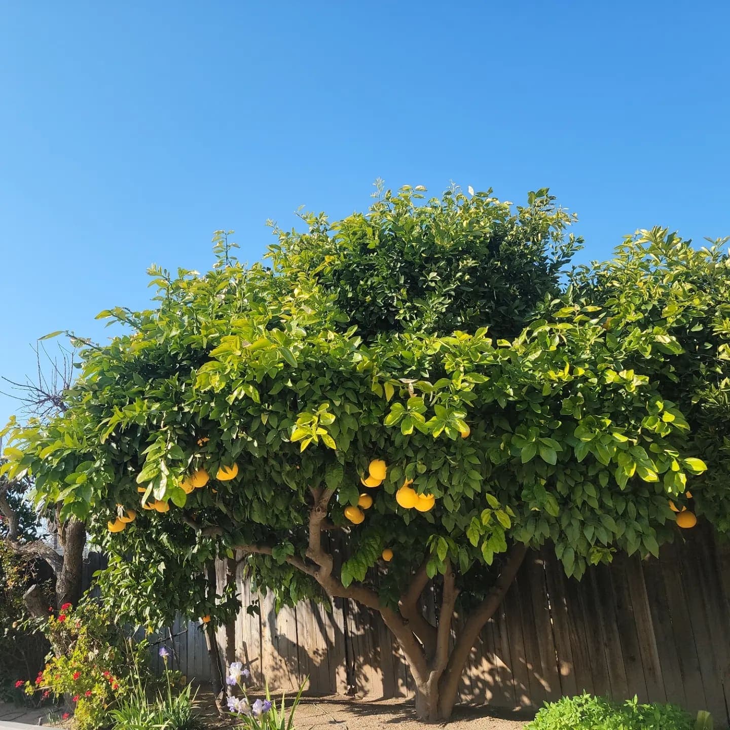 Garden Inn and Suites Fresno